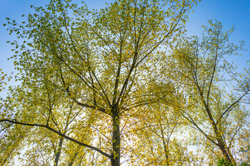 Obraz premium Trees in a forest under a blue sky in bright sunlight in springtime, Almere, Flevoland, The Netherlands, May 7, 2022