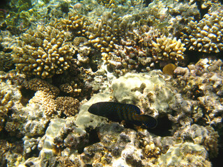 Tropical exotic fish cephalopholis argus underwater of Red sea