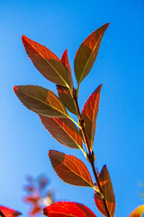 Autumn plant, bright red autumn leaves on the autumn trees