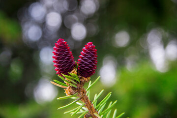 Pine tree with small dark violet cones in the forest closeup