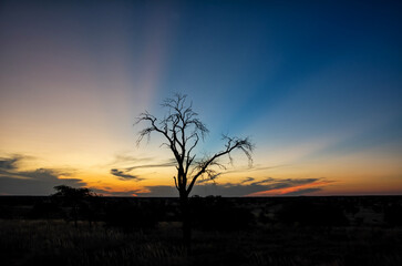 Kalahari Sunset