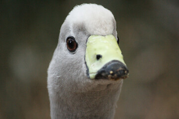 Cape Barren Goose
