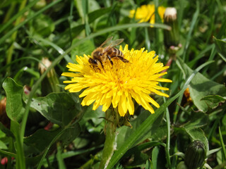 A honey bee in pollen collects nectar on a yellow spring dandelion flower. Pollination of plants is an example. The simple beauty of nature.