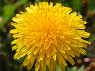 Yellow dandelion flower among green juicy grass. Spring wild flowers. The simple beauty of nature.