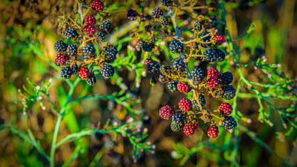 Bunch of blackberries growing in the forest