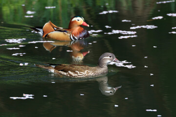 A pair of mandarin ducks slowly moving between flower rafts