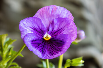 Violet garden pansy (Viola × wittrockiana). A large-flowered hybrid plant cultivated as a garden flower. It is derived by hybridization of several species of Melanium "the pansies" of the genus Viola