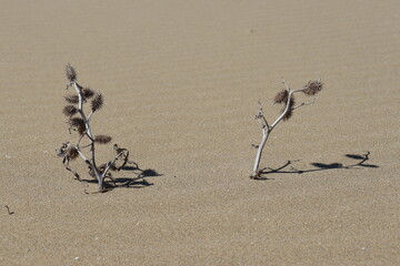 verdorrte Pflanzen im Sand 
