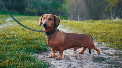 A short-haired red dachshund stands on a path. Dachshund standing outdoors