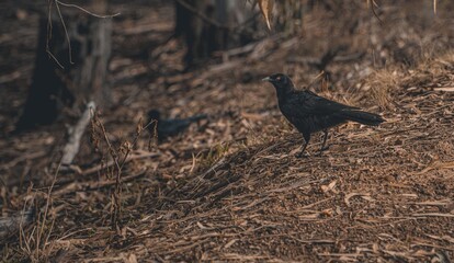 bird watching you!