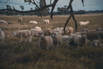 Naklejka na ściany i meble flock of sheep in a field