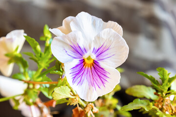 Garden pansy (Viola &times; wittrockiana). A large-flowered hybrid plant cultivated as a garden flower. It is derived by hybridization of several species of Melanium "the pansies" of the genus Viola