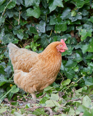 Light brown Sussex chicken free range in garden