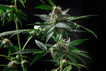 Cannabis plants in bloom, with green leaves and white and yellow flowers on a dark background. Growing marijuana for medicinal purposes