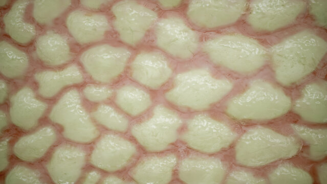 Fat tissue close up - 3D Rendering
