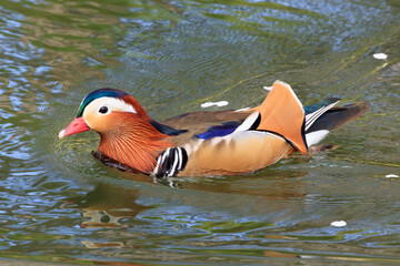 Mandarin duck male slowly moving between flower rafts
