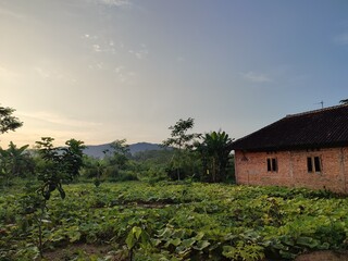 Fototapeta na wymiar sunrise view in a garden in a village