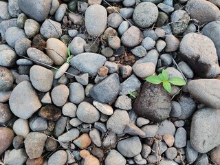 stones on the rivers