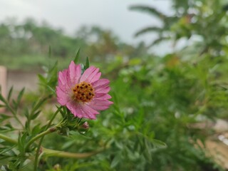 Fototapeta premium The flower of the Cosmos caudatus plant is very beautiful pink