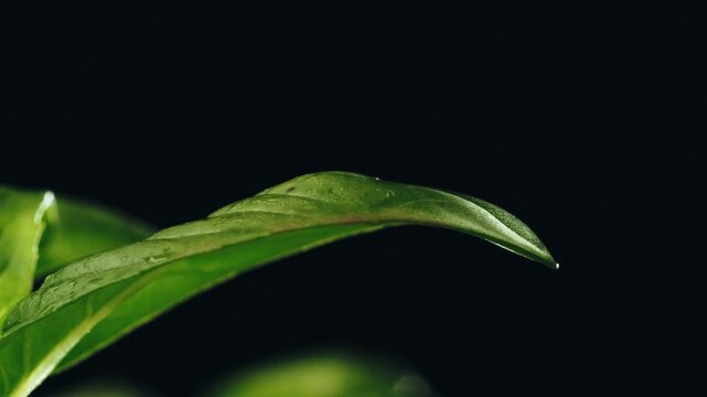 Water drop falling on basil plant leaf black background