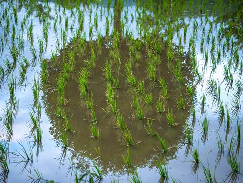 Selective focus image of Rice in paddy fields grows in the water under the reflection of a big tree. Potential success concept as a symbol for aspiration philosophy and Financial business ideas