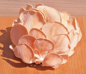 Fototapeta na wymiar Rose Oyster mushrooms with wooden background