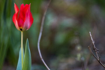 red tulips in the garden