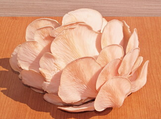 Rose Oyster mushrooms with wooden background