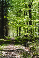 Obraz na płótnie Canvas path in the forest