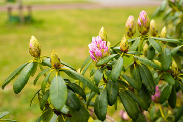 pink purple rhododendron buds in the spring garden