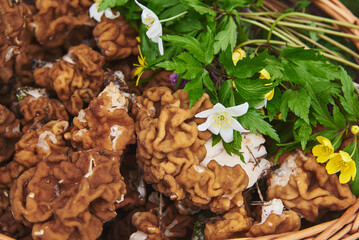Full frame basket with spring mushrooms, top view.