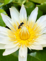 Obraz premium Honeybee and white lotus with yellow pollen