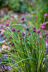 Chives in the garden