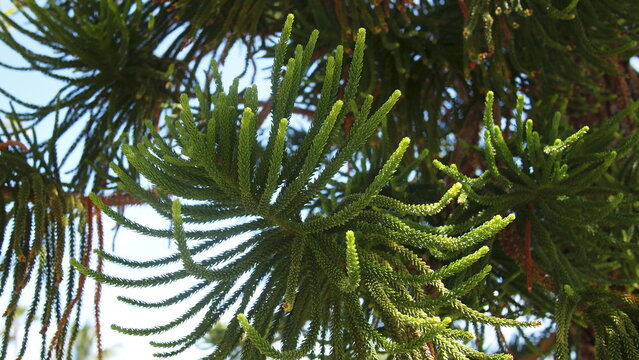 Branch of coral reef araucaria or Cook pine, columnar araucaria (Araucaria columnaris), Cuba, Varadero