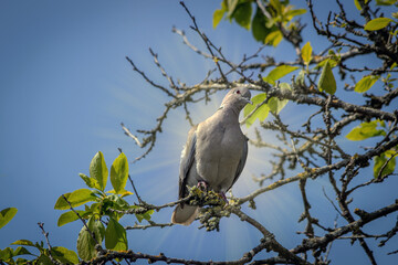 bird on a branch