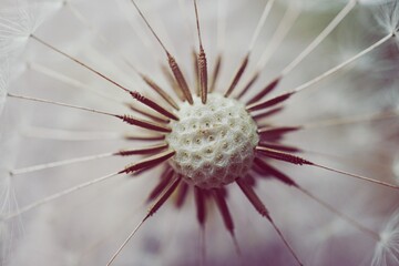 beautiful dandelion flower in spring season