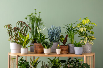 Creative composition of botanic home interior design with lots of plants in classic designed pots and accessories on the wooden chest of drawers. Green wall. Nature and plants love concepts