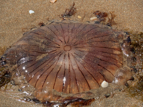 Medusa muerta en la playa de Punta Umbría / Dead jellyfish on the Punta Umbría beach.  Huelva. Andalucía
