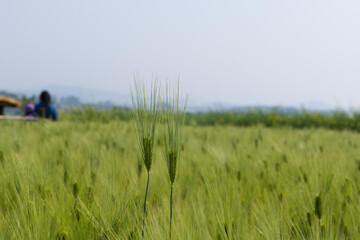 Naklejka na ściany i meble a green barley field