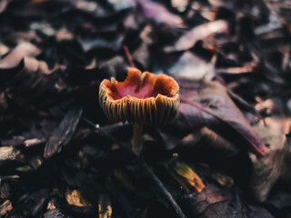 Mushroom in the forest
