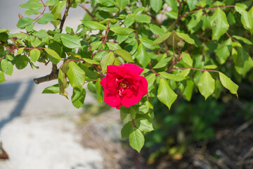 red rose in the garden