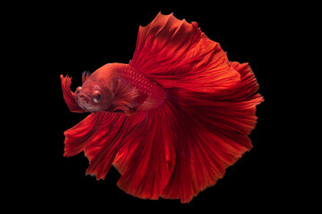Beautiful movement of red betta fish, Siamese fighting fish, Cupang,  Halfmoon betta (Rosetail), Rhythmic of betta splendens isolated on black background.
