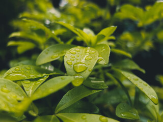 green leaf with water drops © Thanh