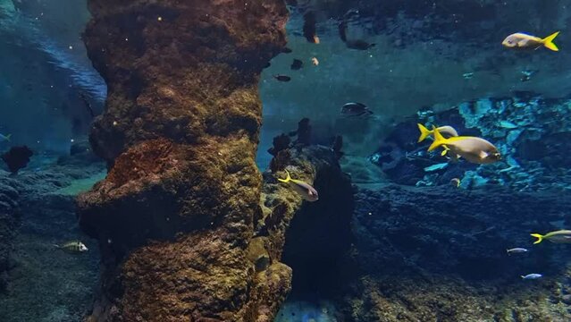 Underwater photography of swimming fish. Seascape of a coral garden. Coral reef underwater scene. Tropical underwater marine fish