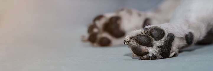 Canine paws with claws lying on sofa at home close up view. Domestics animals and pets.