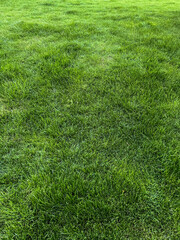 fragment of a fresh green patch of grass. green field of ornamental grass