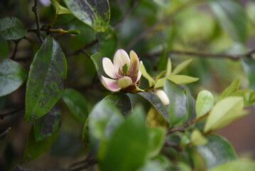 Magnolia figo ( Banana shrub )flowers.Magnoliaceae evergreen tree. From May to June, white-yellow flowers with a sweet scent like bananas bloom.