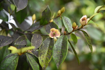 Obraz premium Magnolia figo ( Banana shrub )flowers.Magnoliaceae evergreen tree. From May to June, white-yellow flowers with a sweet scent like bananas bloom.
