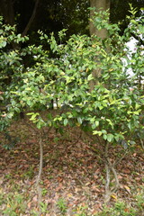 Fototapeta na wymiar Magnolia figo ( Banana shrub )flowers.Magnoliaceae evergreen tree. From May to June, white-yellow flowers with a sweet scent like bananas bloom.