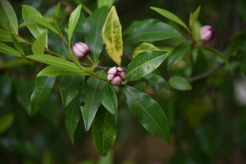 Magnolia figo ( Banana shrub )flowers.Magnoliaceae evergreen tree. From May to June, white-yellow flowers with a sweet scent like bananas bloom.
